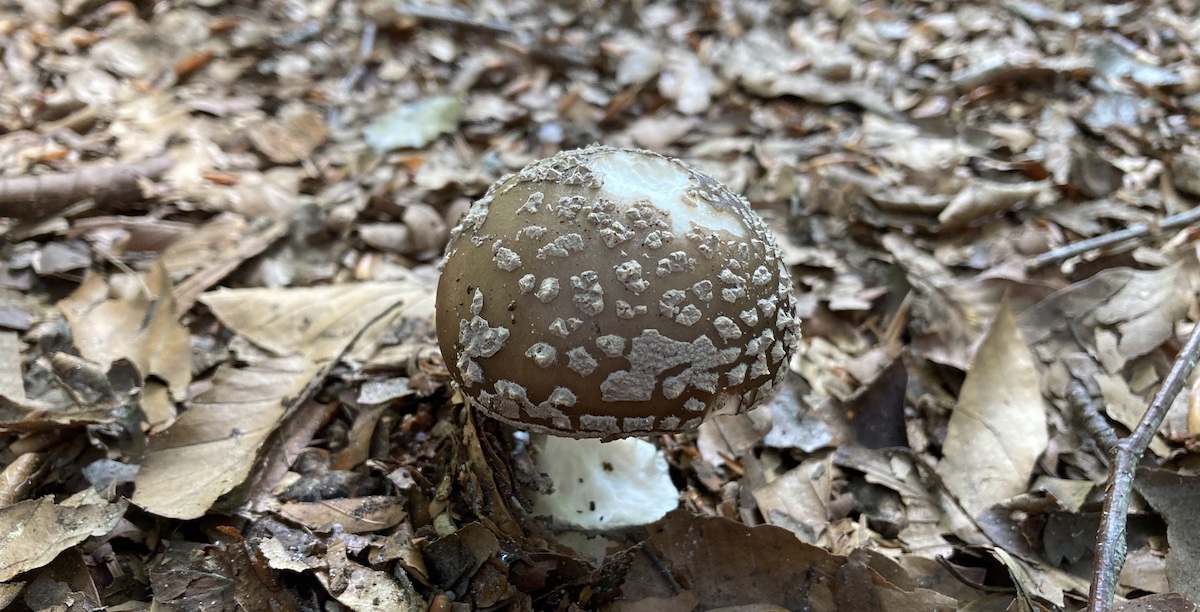 Paddestoel Moerse Bossen